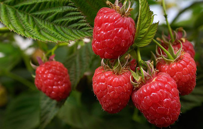 Raspberries