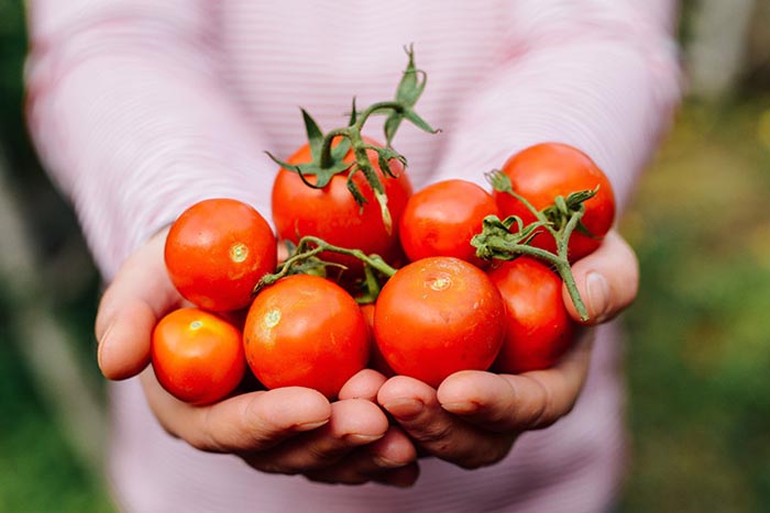 Tomatoes